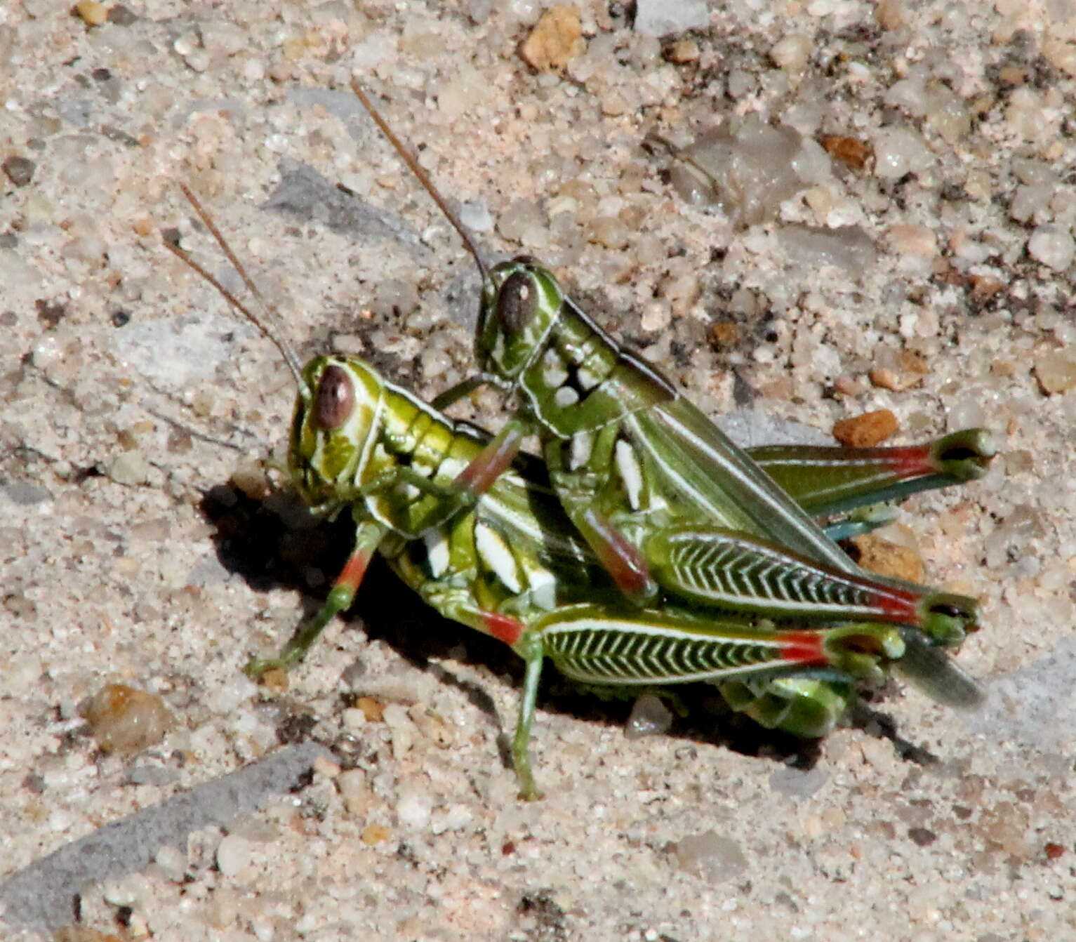 Image of Hesperotettix viridis (Thomas & C. 1872)