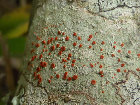 Image of Ramboldia russula (Ach.) Kalb, Lumbsch & Elix