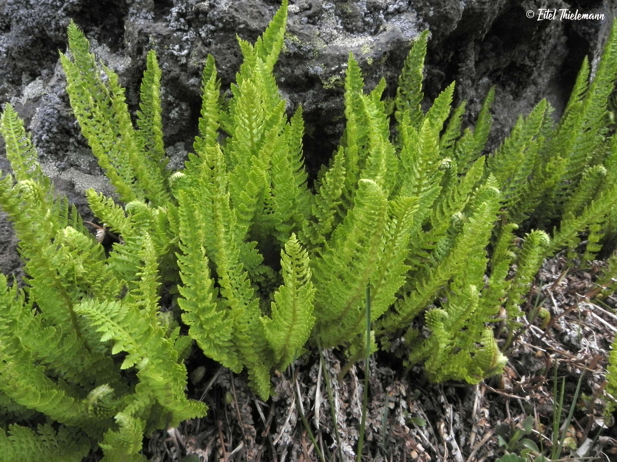 Plancia ëd Polystichum andinum Phil.