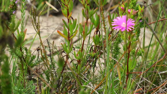 Image of Lampranthus lavisii (L. Bol.) L. Bol.