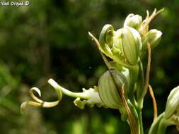 Image of Himantoglossum caprinum (M. Bieb.) Spreng.