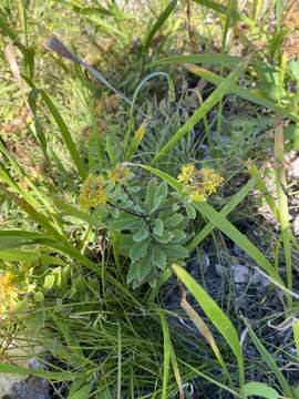 Image of <i>Sedum selskianum</i> Regel & Maak