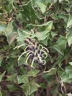 Image of Grevillea dilatata (R. Br.) Downing