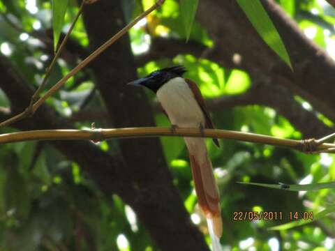 Image of Asian Paradise-Flycatcher