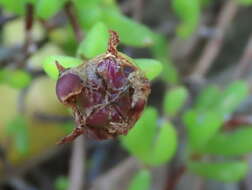 Imagem de Oscularia falciformis (Haw.) H. E. K. Hartm.