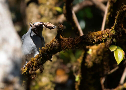 Image of Burmese Mountain Agamid