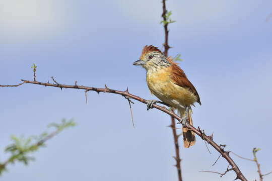 Image of Thamnophilus doliatus capistratus Lesson & R 1840