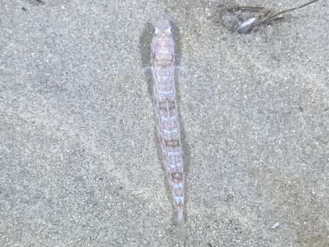 Image of California lizardfish