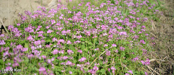 Imagem de Astragalus sinicus L.