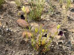 صورة Nemesia bodkinii Bolus