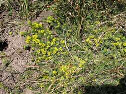 Image of Thymelaea coridifolia (Lam.) Endl.