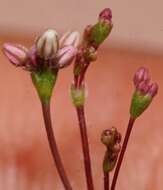 Image of kidneyshape buckwheat