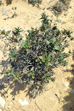 Image of Cistus ladanifer subsp. sulcatus (J. P. Demoly) P. Montserrat