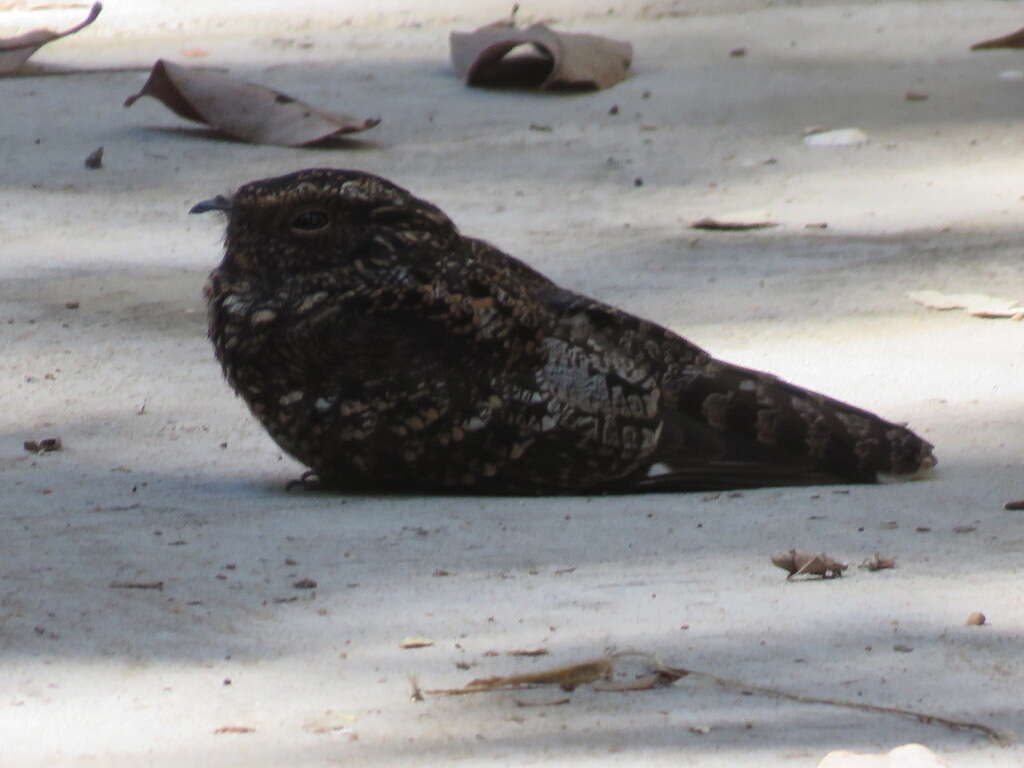 Image of Blackish Nightjar