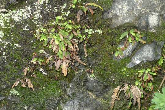 Plancia ëd Notogrammitis heterophylla (Labill.) Parris