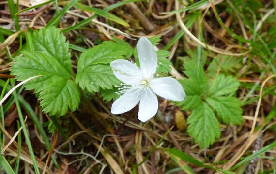 Rubus pedatus Sm. resmi