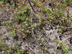 Слика од Angianthus preissianus (Steetz) Benth.