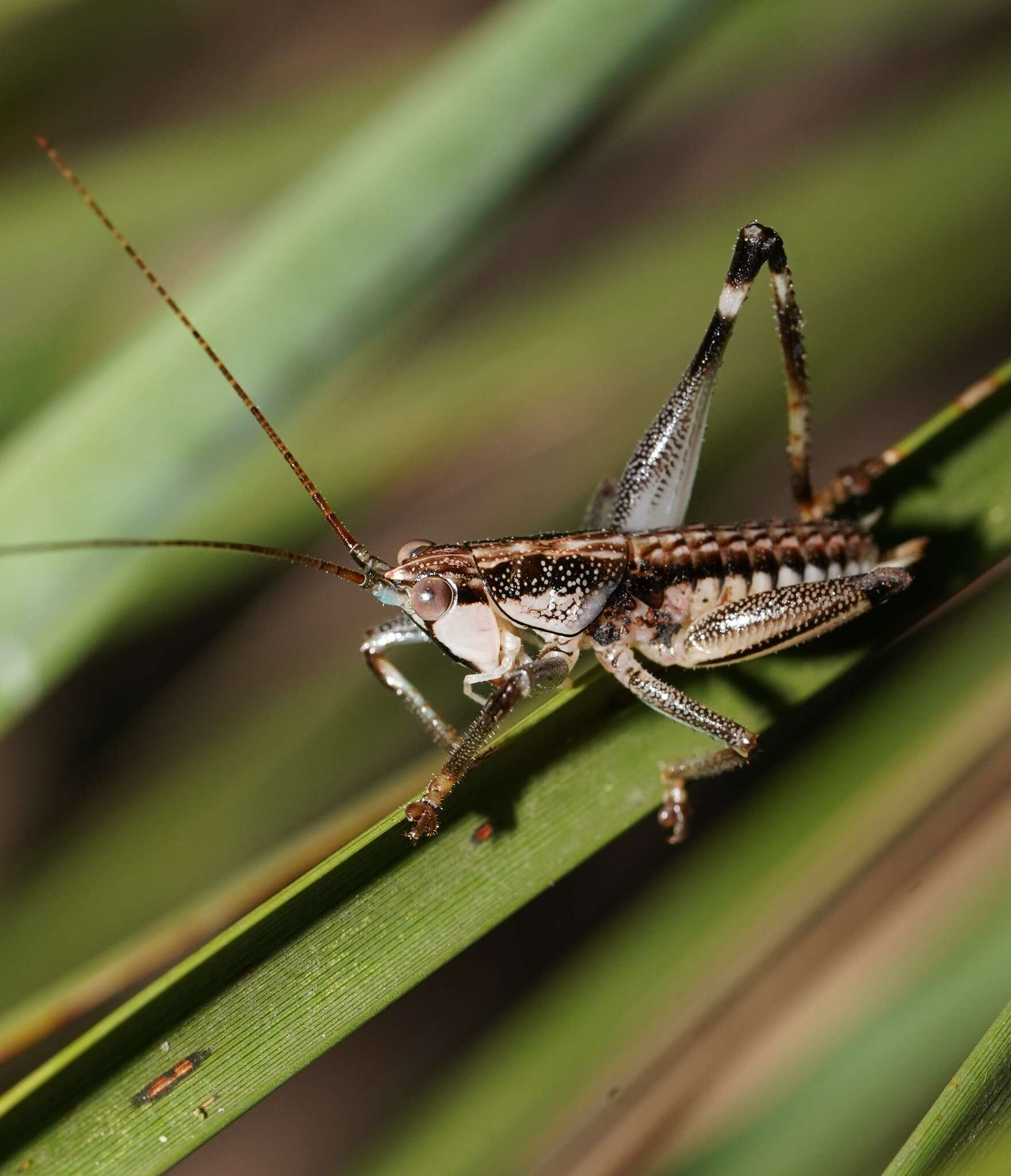 Nicsara bifasciata (Redtenbacher 1891) resmi