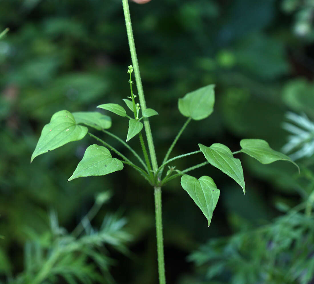 Plancia ëd Rubia cordifolia L.