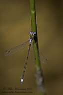 Image of Swamp Spreadwing