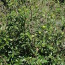 Image of Annona globiflora Schltdl.