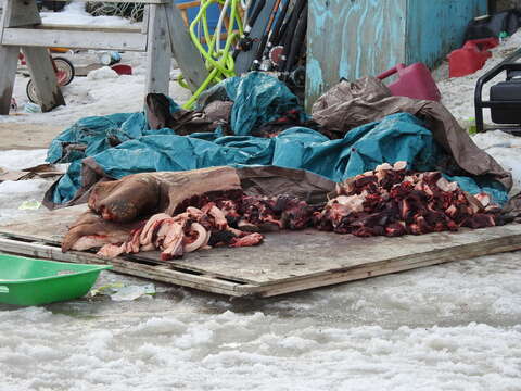 Image of Laptev Sea walrus