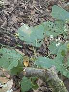 صورة Crambe strigosa L'Hér.