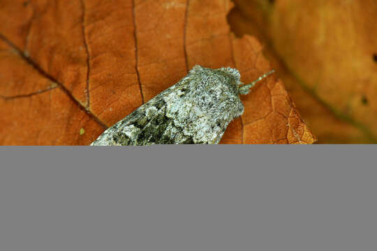 Image of broad-barred white