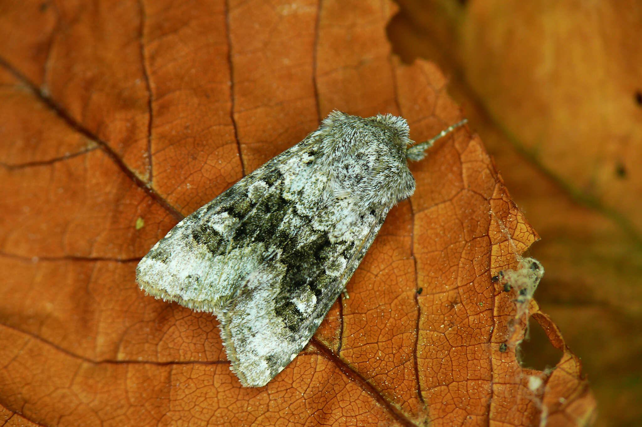 Image of broad-barred white