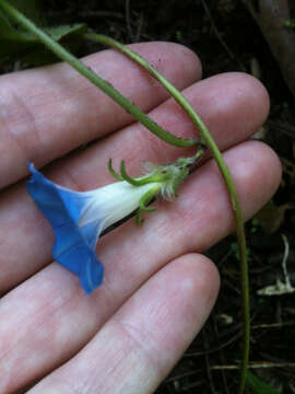 Image of Ivyleaf morning-glory