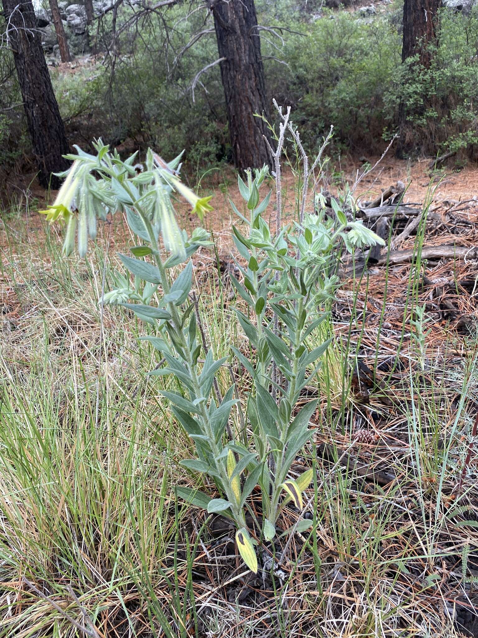 Image of giant-trumpets