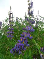 Image of Lupinus proculaustrinus C. P. Sm.