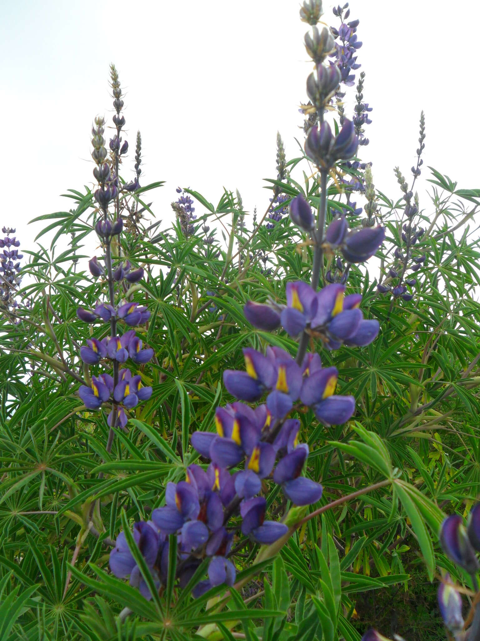 Image of Lupinus proculaustrinus C. P. Sm.