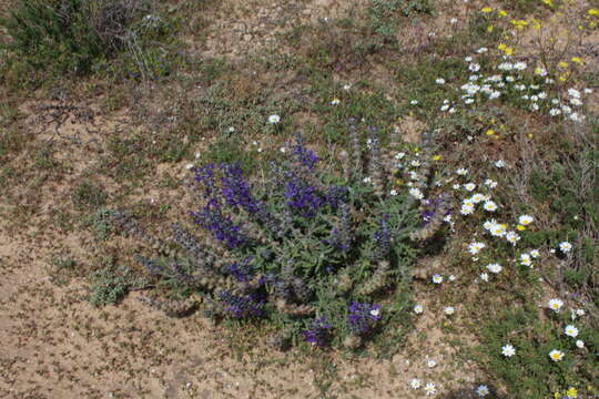 Imagem de Salvia lanigera Poir.