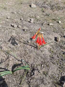 Image of Zephyranthes phycelloides