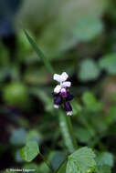 صورة Muscari pulchellum Heldr. & Sart.