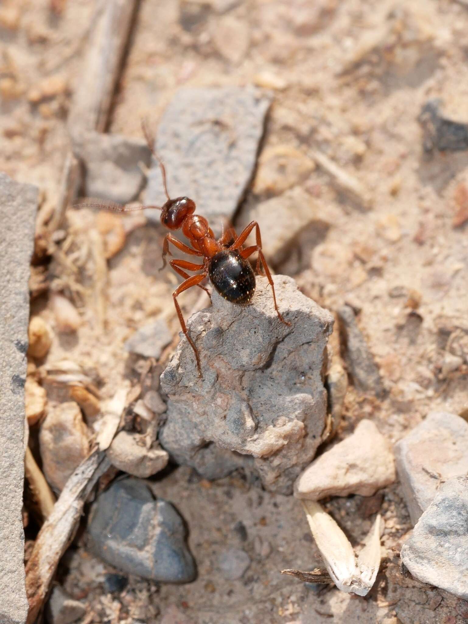 Imagem de Formica subpolita Mayr 1886