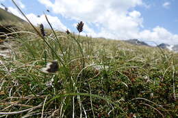 Image of Oreochloa disticha (Wulfen) Link