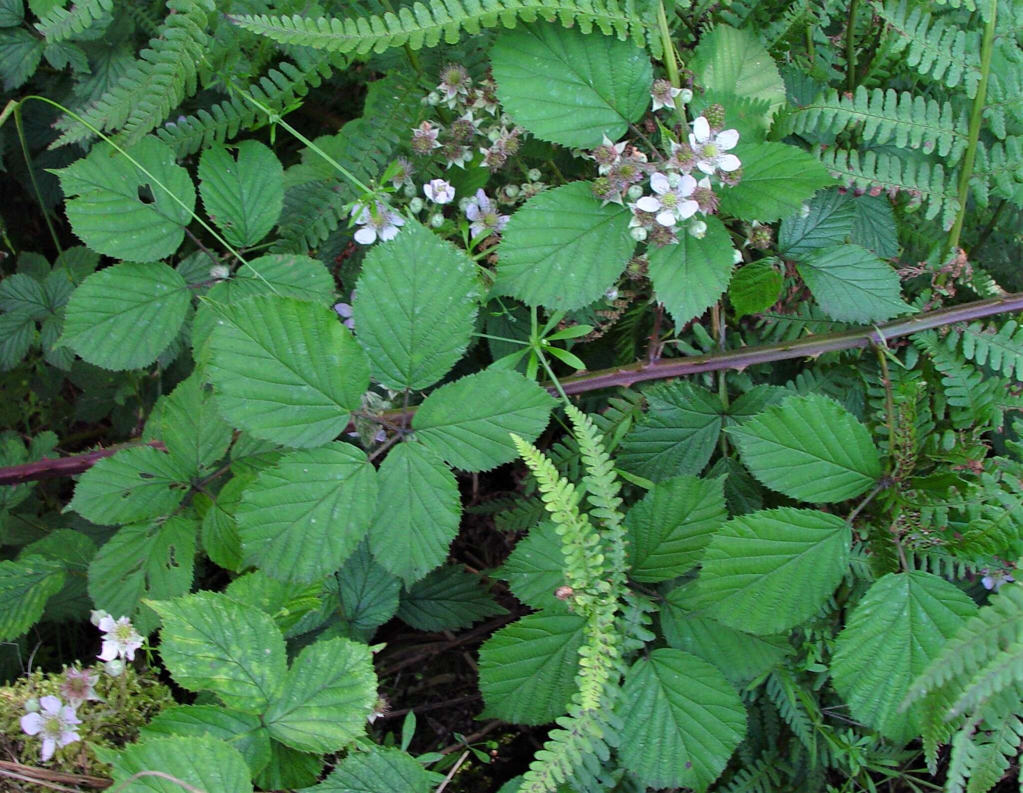 Image of Rubus nemoralis P. J. Müll.