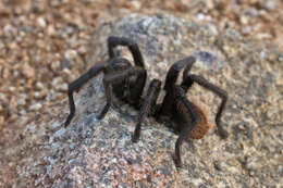 Image of Tuscan Bronze Tarantula