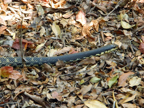 Image of Malagasy hognose snake