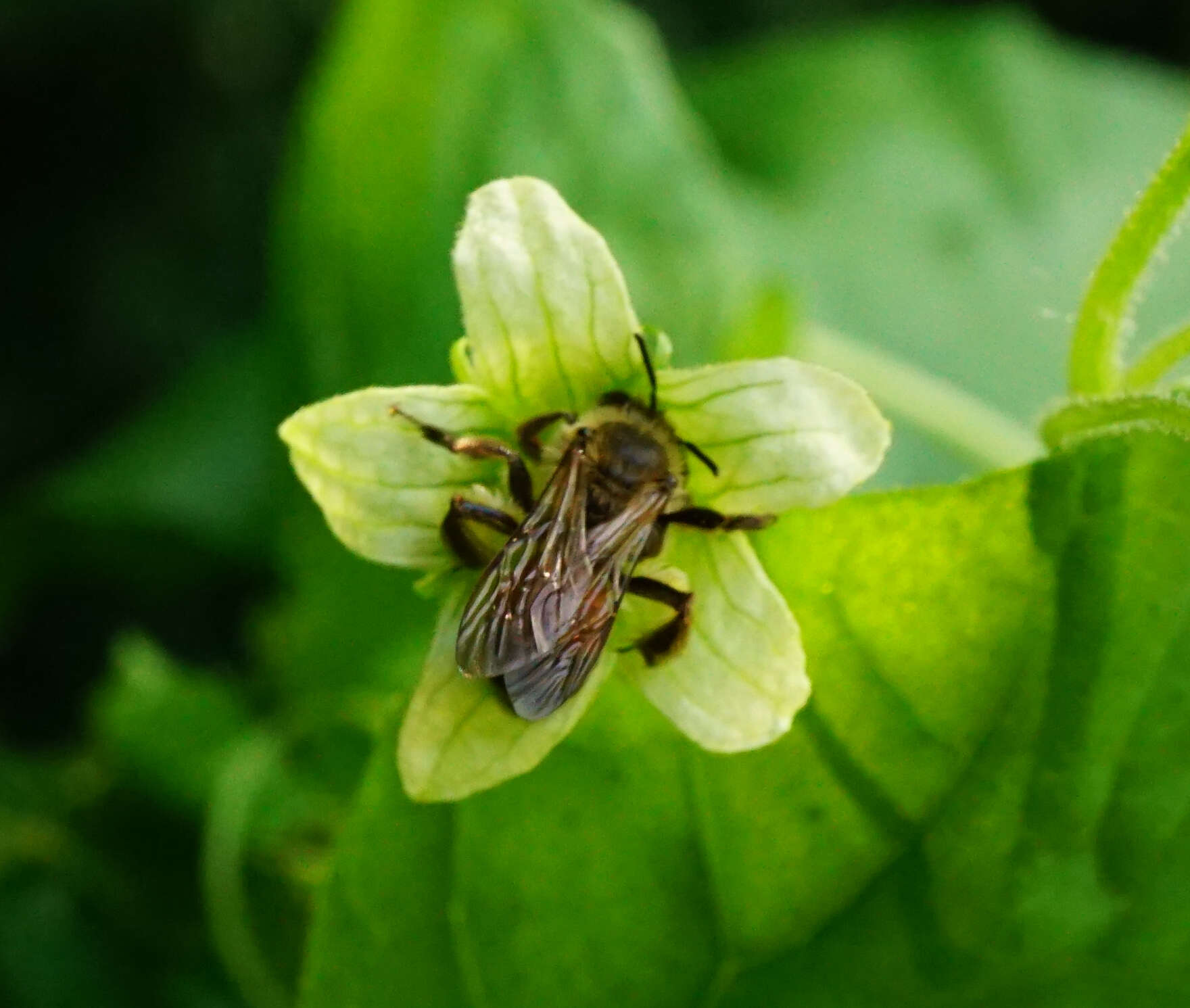 Andrena florea Fabricius 1793 resmi