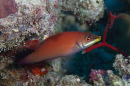 Image of Disappearing wrasse