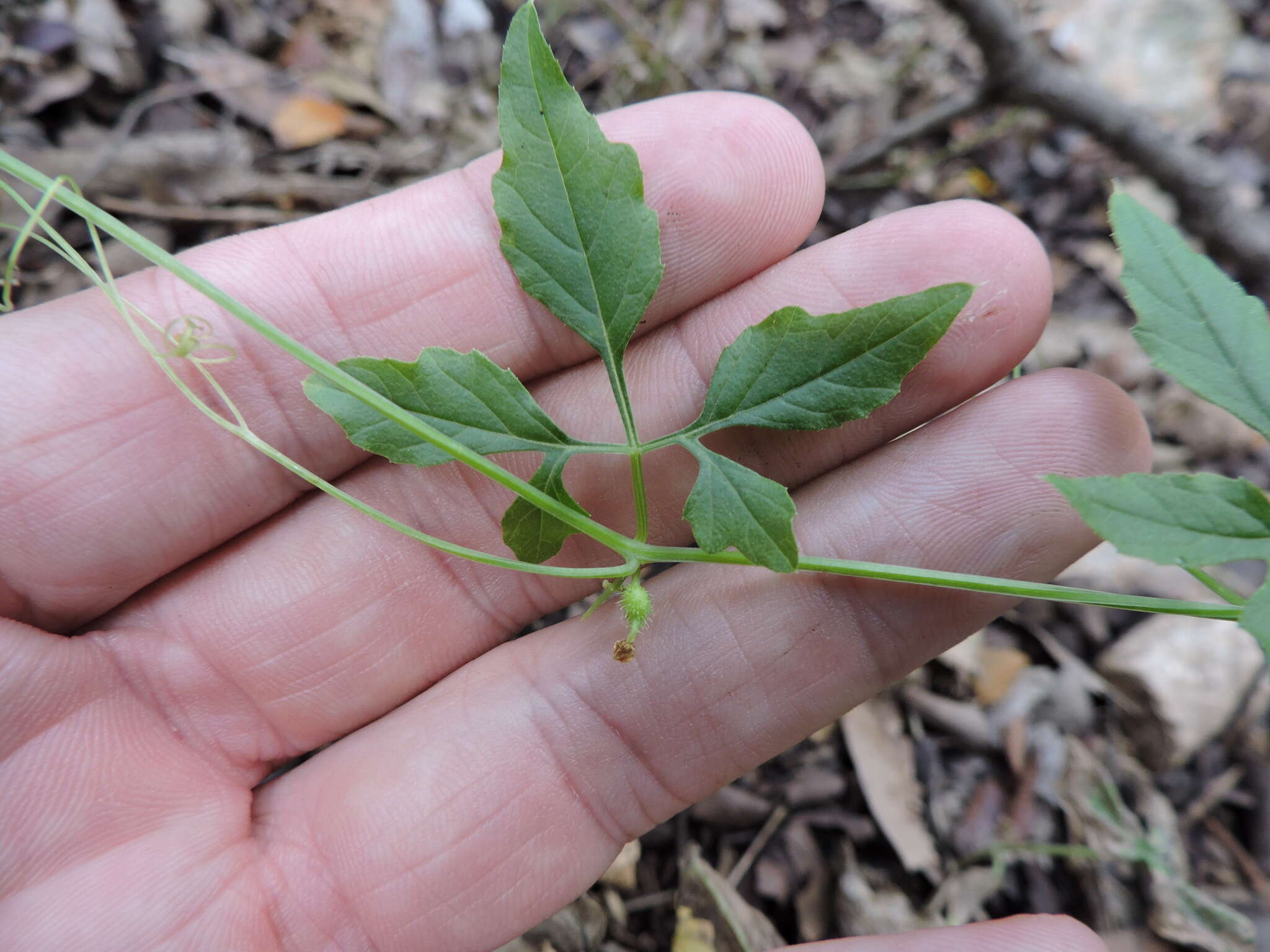 Image of Naudin's cyclanthera