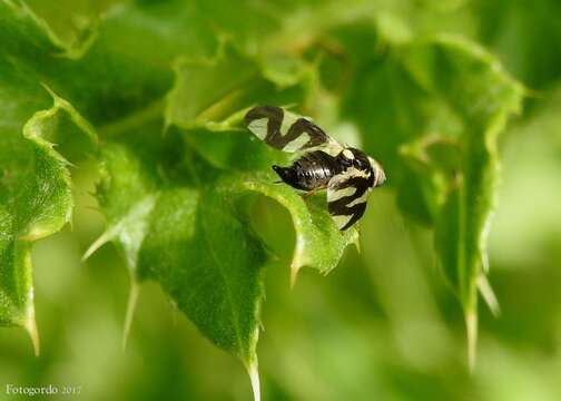 Image of Urophora cardui (Linnaeus 1758)