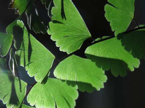 Adiantum meishanianum F. S. Hsu ex Yea C. Liu & W. L. Chiou的圖片