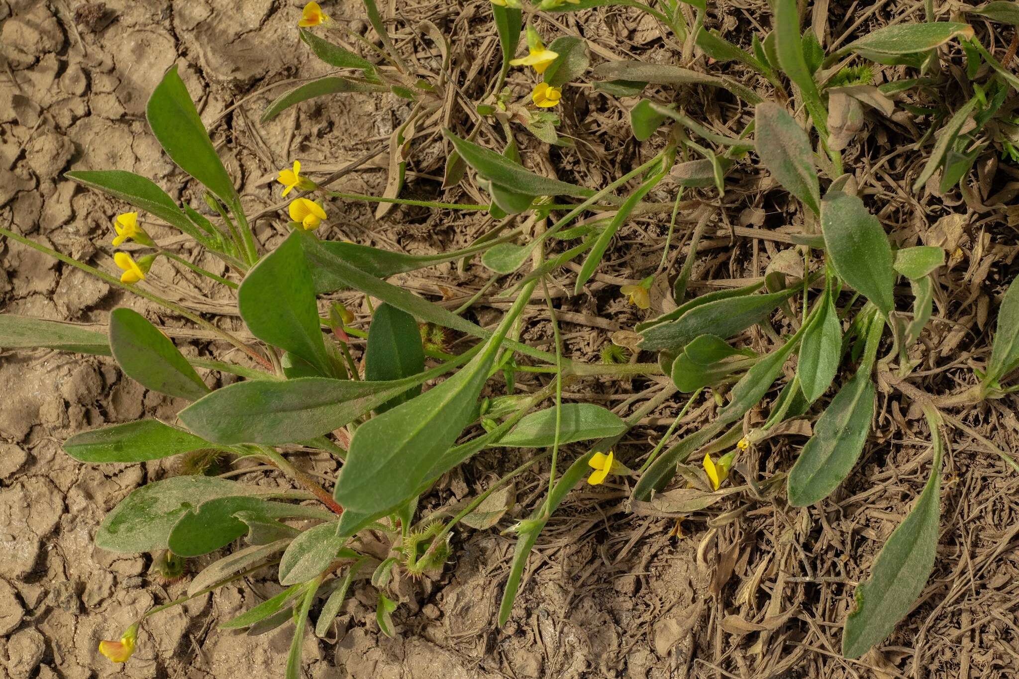 Plancia ëd Scorpiurus muricatus L.