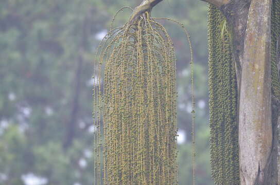 Image of Caryota maxima Blume