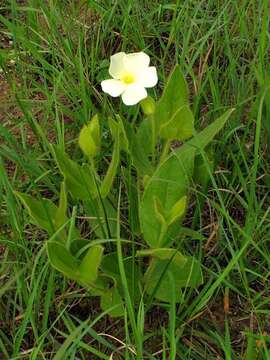 Image of Natal primrose