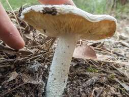 Image de Amanita farinacea (Sacc.) Cleland & Cheel 1914